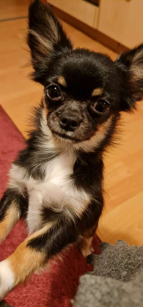 Hundetreffen-Molli sucht Gleichgesinnte-Profilbild