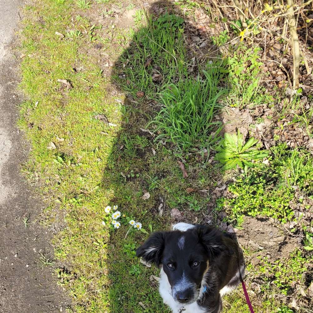 Hundetreffen-Welpentreffen in Lebus-Profilbild