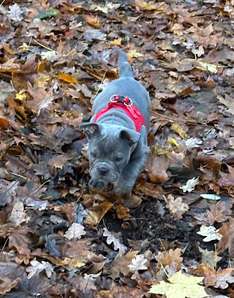 Hundetreffen-Welpentreff in Tegelort-Profilbild