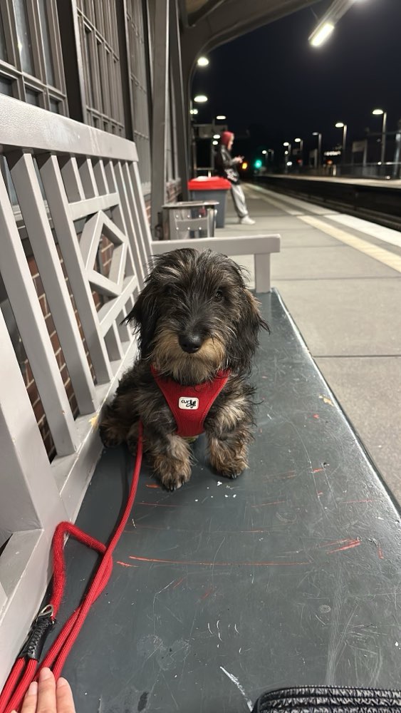 Hundetreffen-Spielfreunde und SocialWalk 🐾-Profilbild