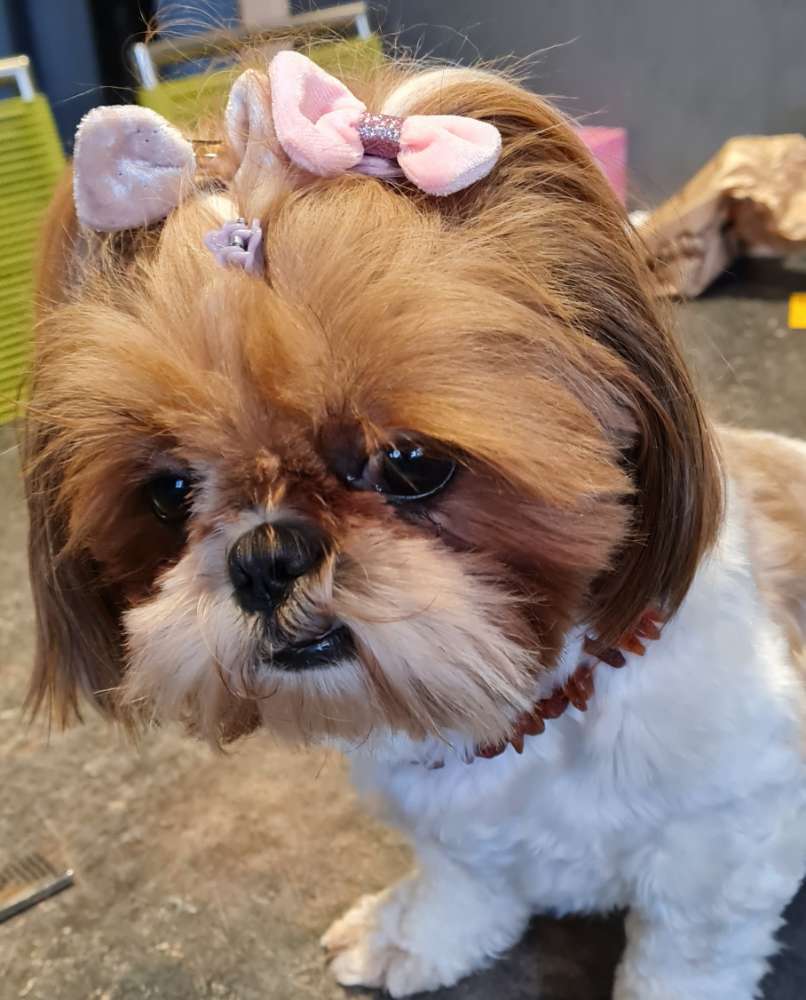 Hundetreffen-Spielen und spazieren-Profilbild