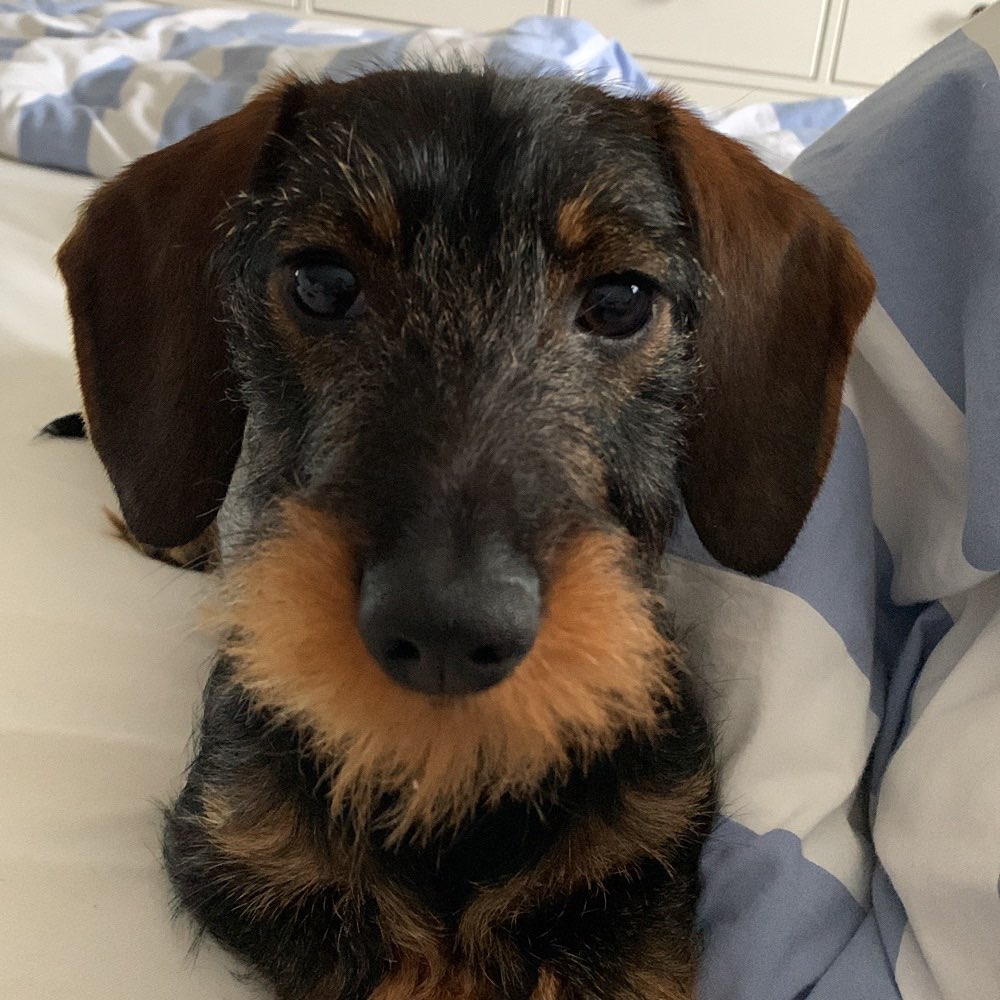 Hundetreffen-Hundetreffen mit kleinen Rassen-Profilbild