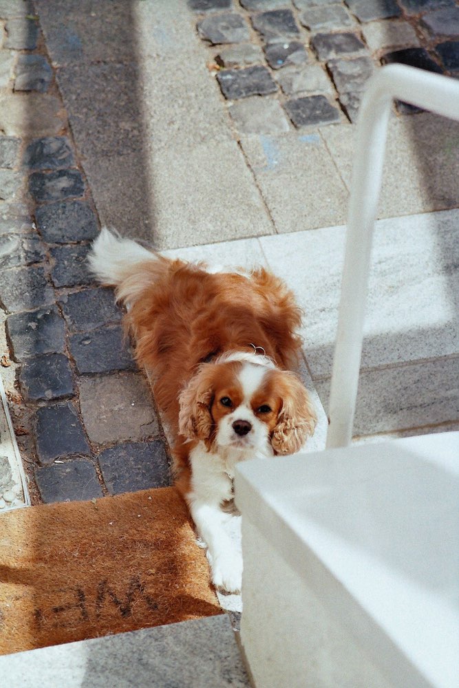 Hundetreffen-Mehr Hundekontak für unsere Kleine-Profilbild