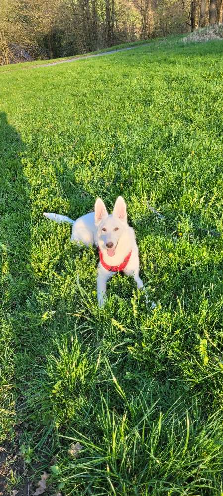 Hundetreffen-Maya sucht Freunde-Profilbild