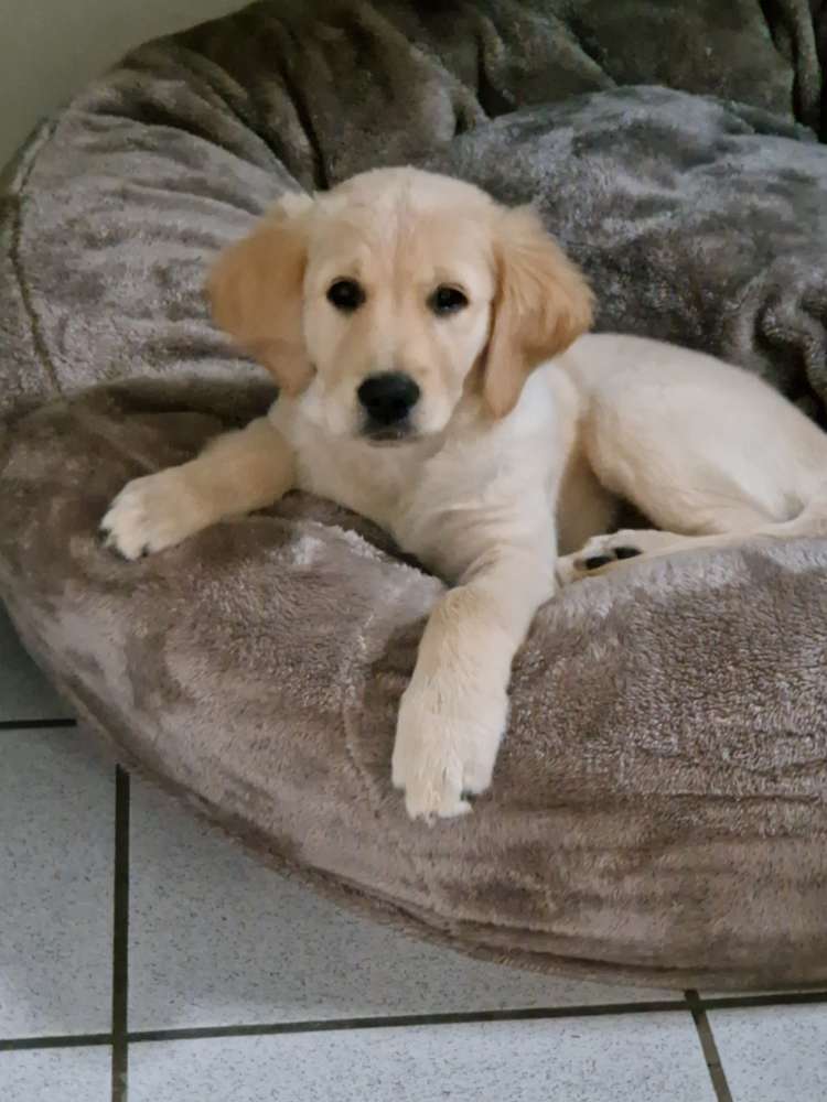 Hundetreffen-Welpentreffen in Kalkar-Profilbild