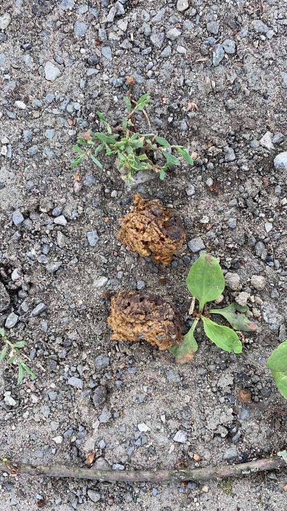 Giftköder-Achtung Giftköder !-Profilbild