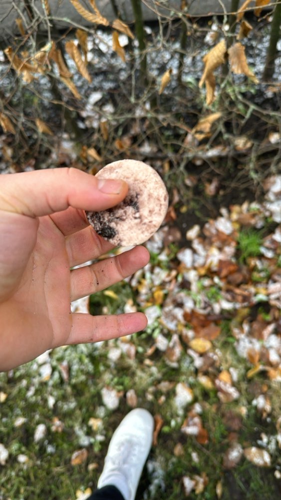 Giftköder-Möglicher Giftköder. Wurstscheibe.-Profilbild