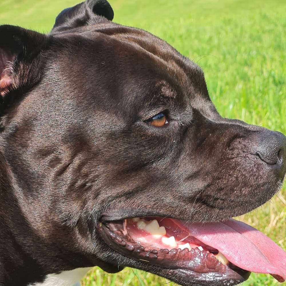 Hundetreffen-Ein Spaziergang-Profilbild