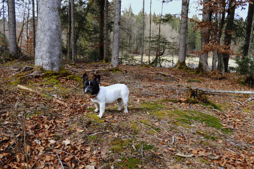 Hundetreffen-Pasinger Gassitreff-Profilbild