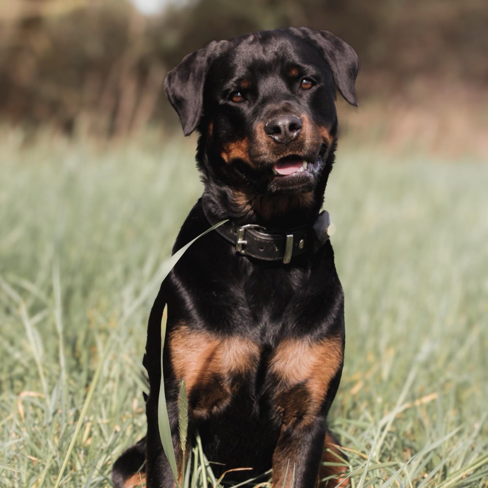 Hundetreffen-Maggie sucht Spielfreunde 🥳-Profilbild