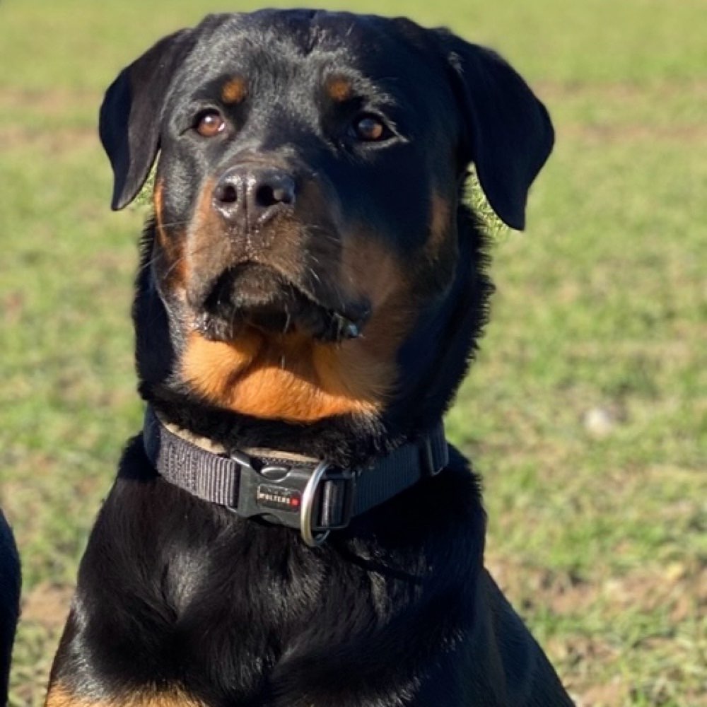 Hundetreffen-Maggie sucht Spielfreunde 🥳-Profilbild