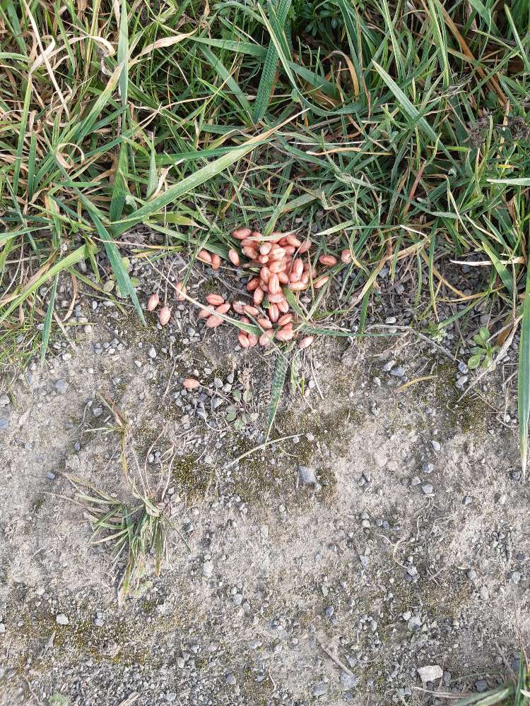 Giftköder-Giftweizen?-Profilbild