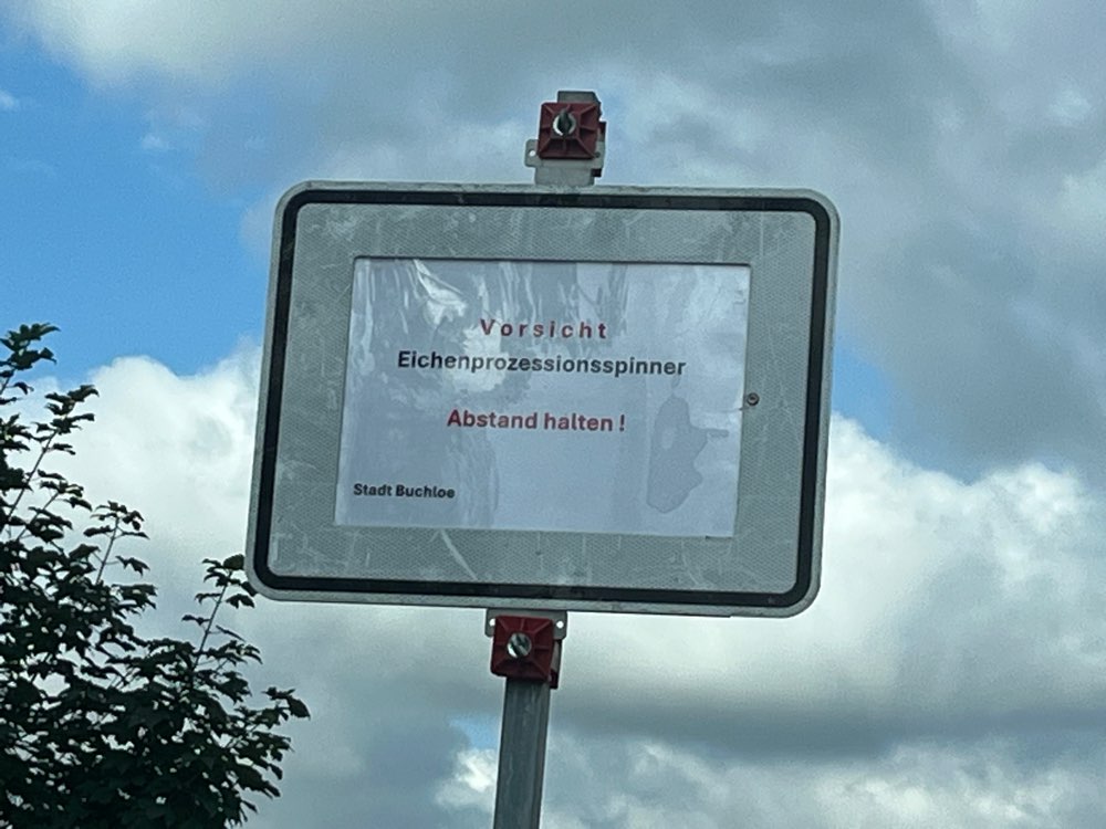 Giftköder-Eichenprozessionsspinner-Profilbild