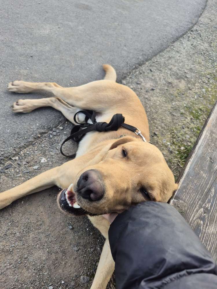 Hundetreffen-Gassi gehen-Profilbild