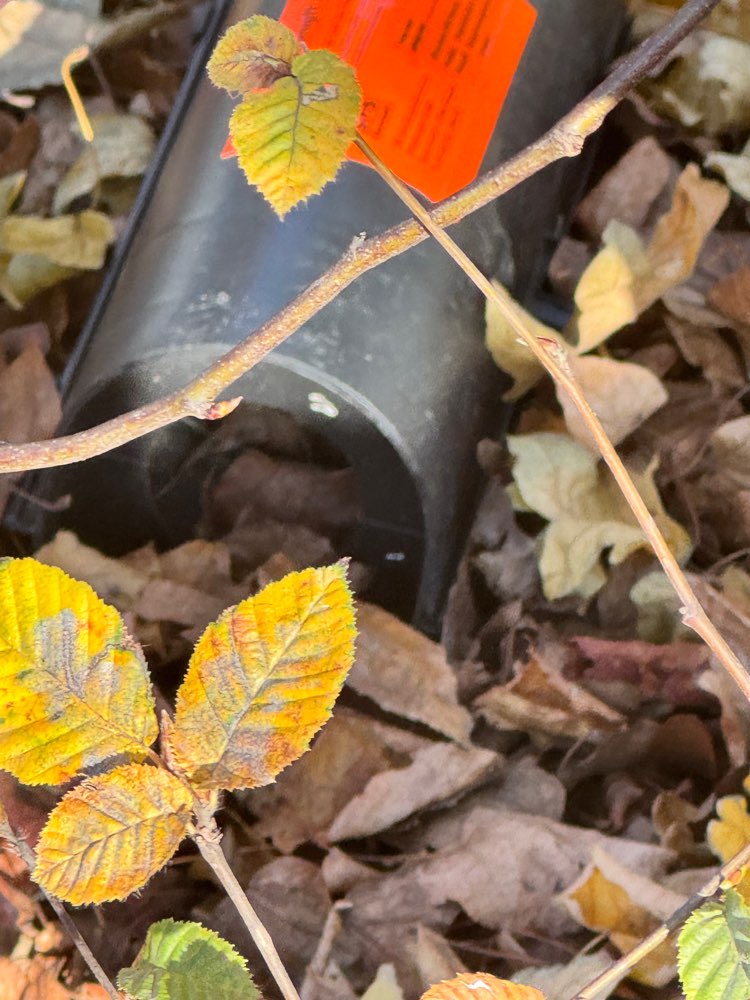 Giftköder-Rattengift-Profilbild