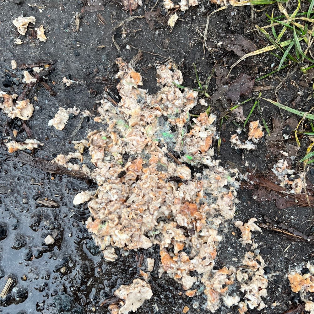 Giftköder-Fleischreste mit grüner Substanz-Profilbild