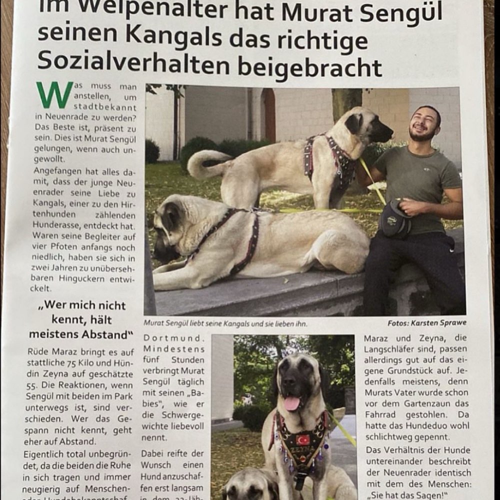 Hundetreffen-Gassi/Spiel-Runde im Wald-Profilbild