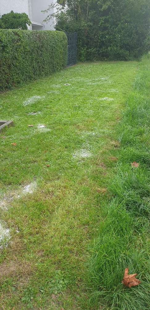 Giftköder-Weise pulver-Profilbild