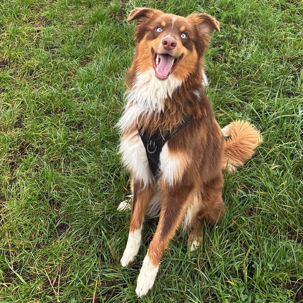 Hundetreffen-Spielbuddys gesucht-Profilbild