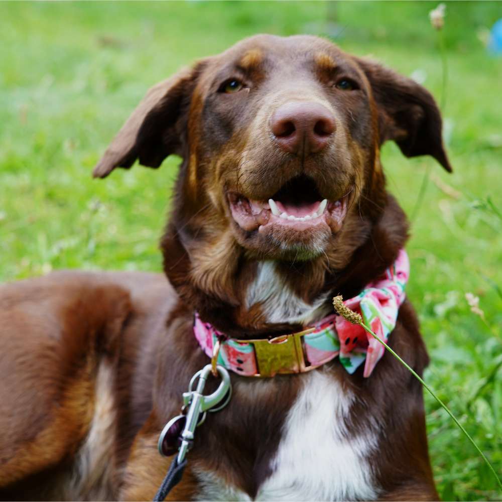 Hundetreffen-Einfach Hunde treffen-Profilbild