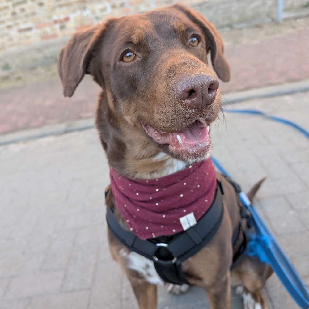 Hundetreffen-Einfach Hunde treffen-Profilbild