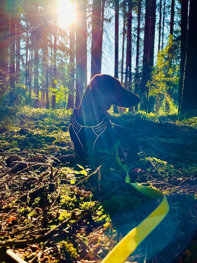 Hundetreffen-Spielkamerad:in gesucht-Profilbild