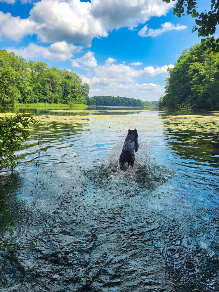 Hundetreffen-Hundetreffen mit Ziel eines gemeinsamen Freilauf-Profilbild