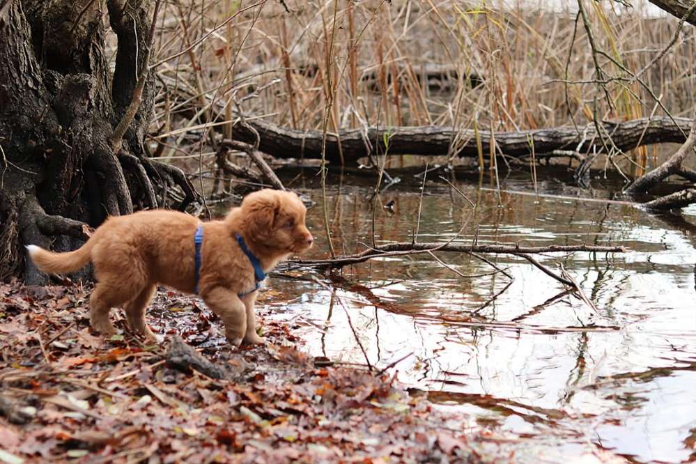 Hundetreffen-Welpen & Junghunde aus Weiß-Profilbild