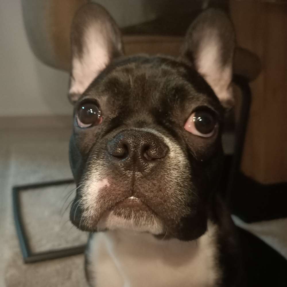 Hundetreffen-Chico hat noch nicht viele soziale kontakte und könnte deswegen Freunde gebrauchen-Profilbild