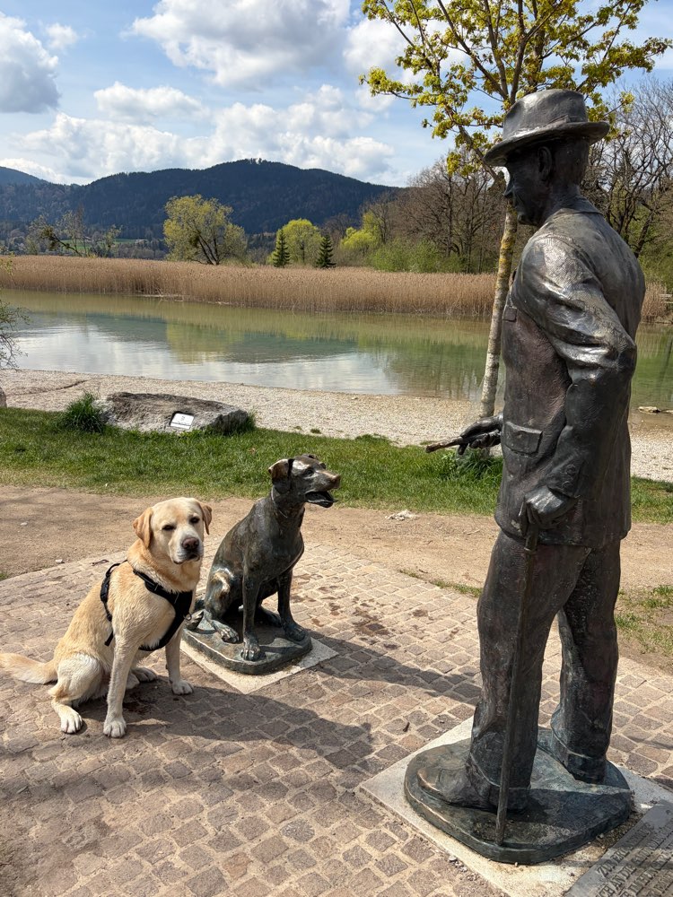 Hundetreffen-Spielen mit Labi-Profilbild