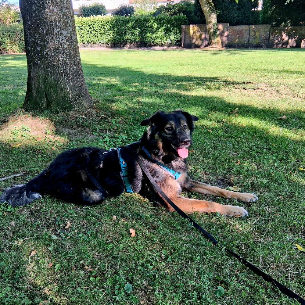 Hundetreffen-HUNDE-Profilbild