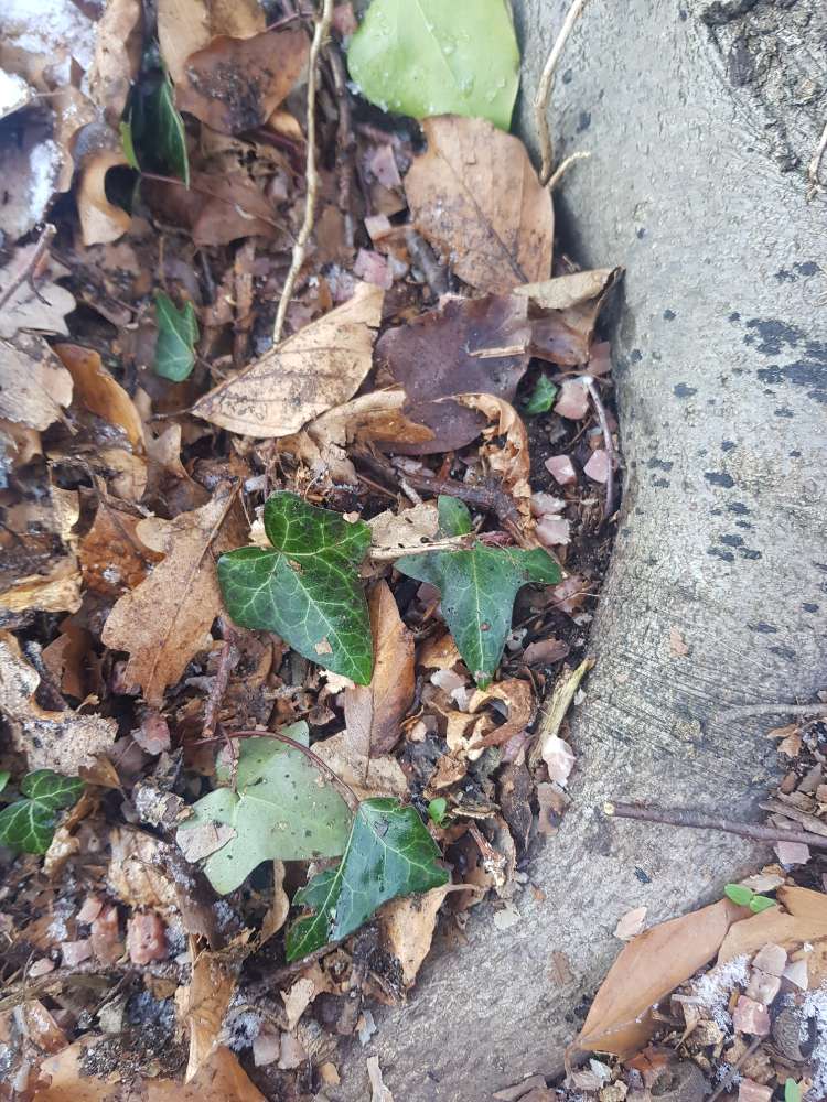 Giftköder-Möglicher Giftköder (Schinkenwürfel)-Profilbild