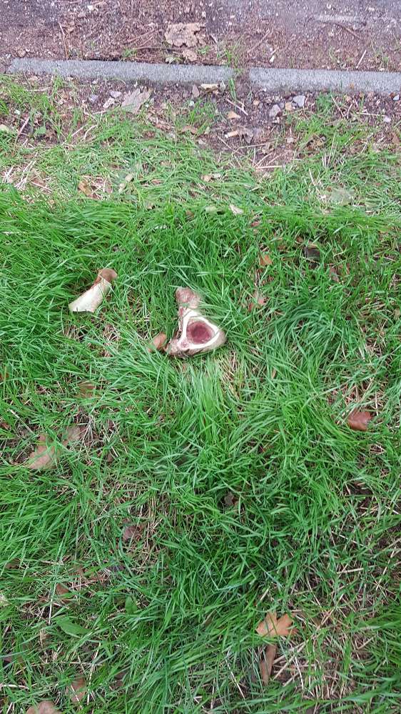 Giftköder-Fleischknochen am Rand von der Wiese-Profilbild