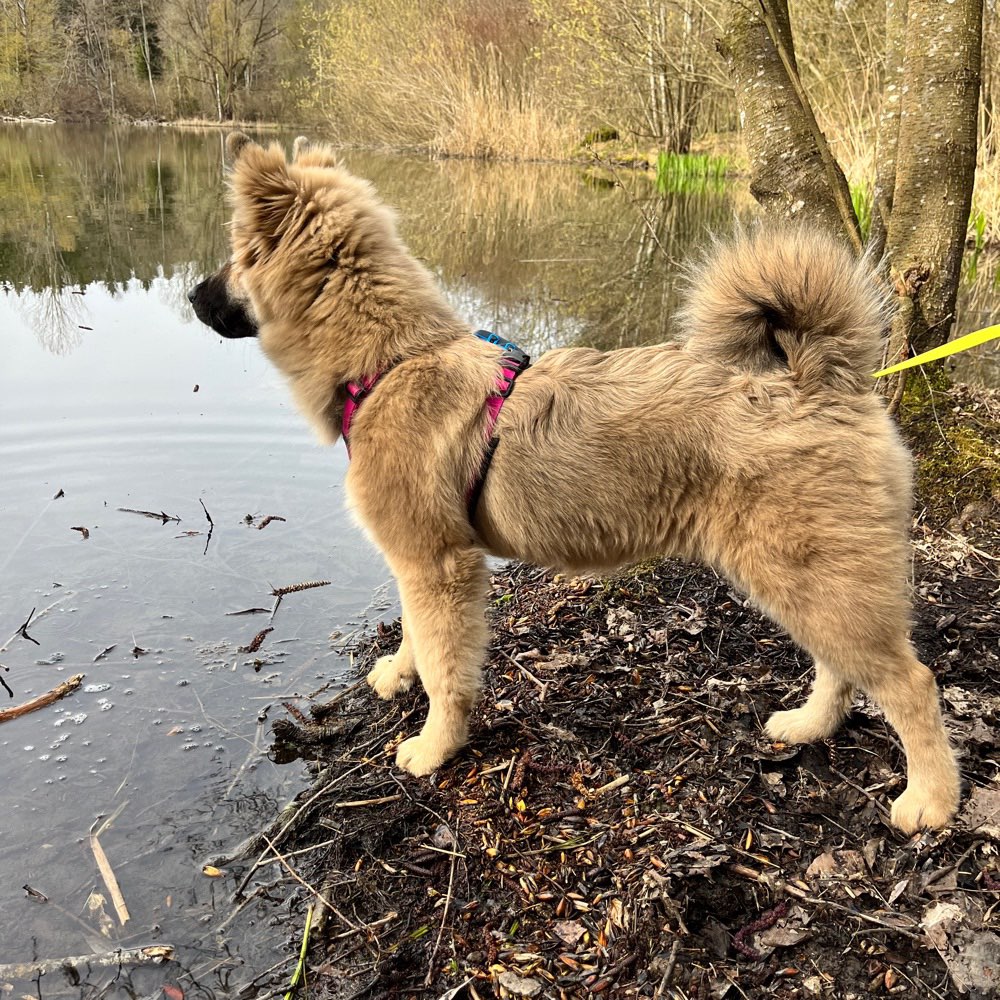 Hundetreffen-Junghundetreffen Biberach/ Umgebung-Profilbild