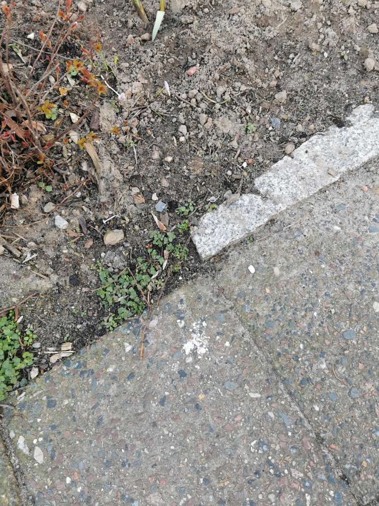 Giftköder-Weißes Pulver-Profilbild