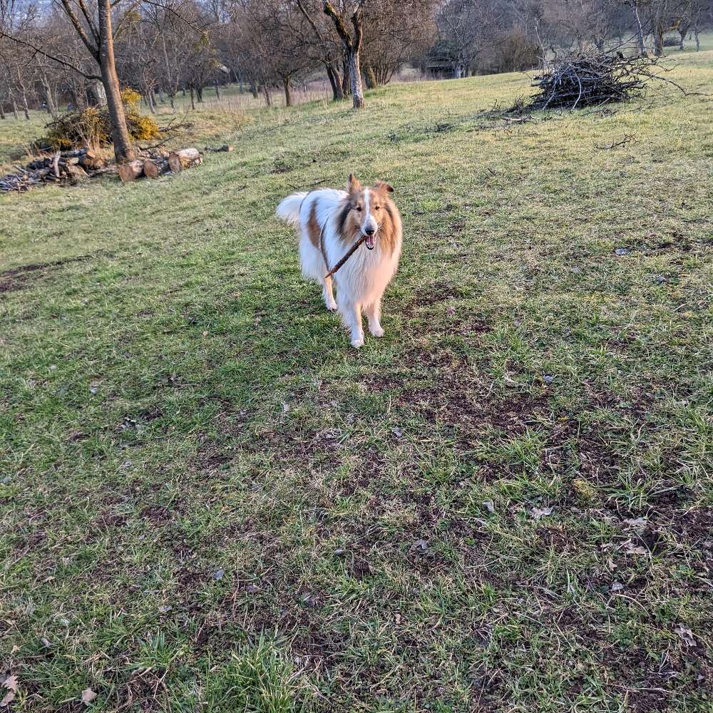 Hundetreffen-Spielen und Spazieren gehen-Profilbild