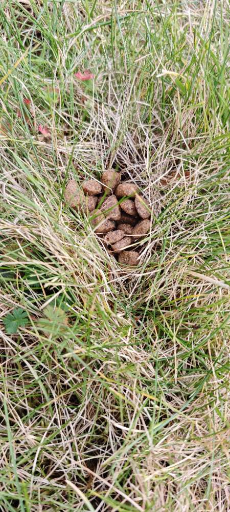 Giftköder-Ausgelegtes Futter auf privatem Grundst.-Profilbild