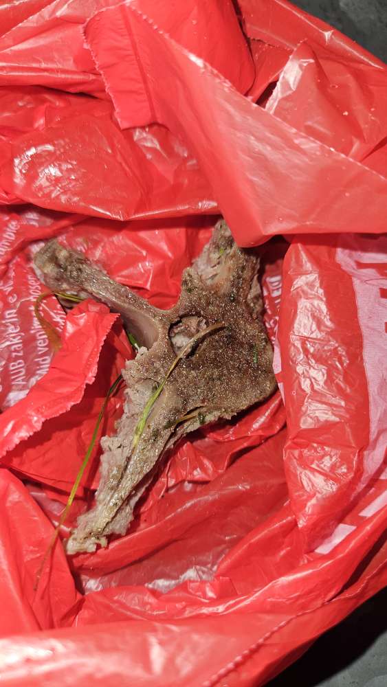 Giftköder-Knochen mit Fleisch im Gras-Profilbild