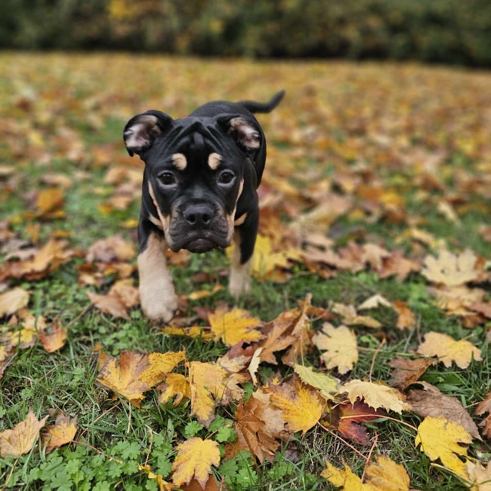 Hundetreffen-Hundefreunde für Ella-Profilbild