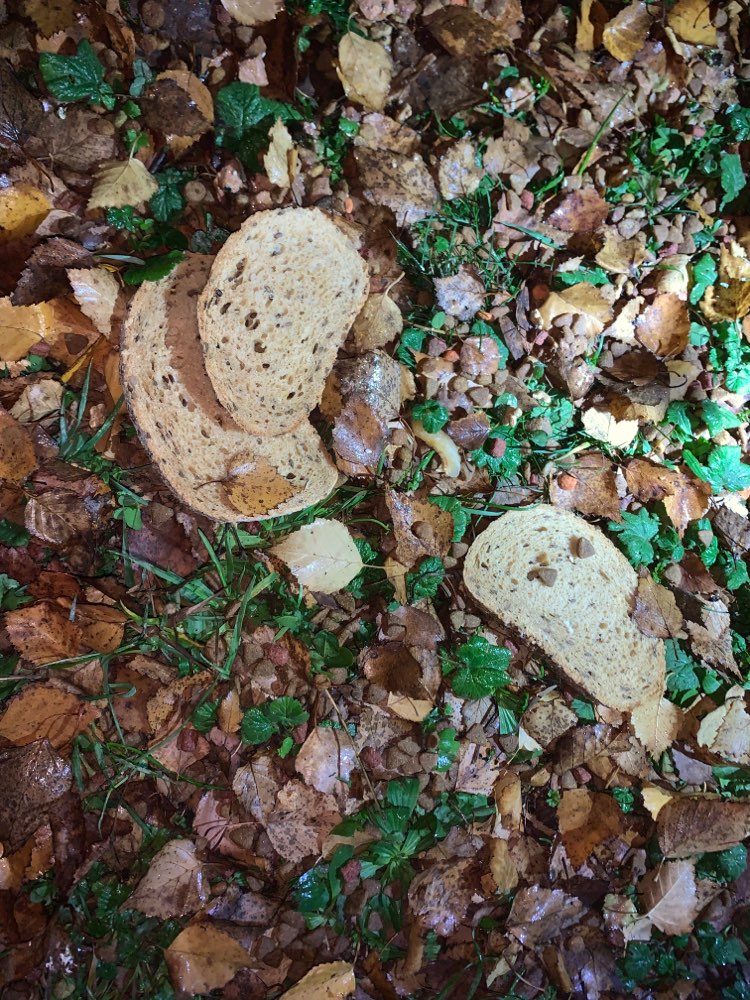 Giftköder-Giftköder-Profilbild