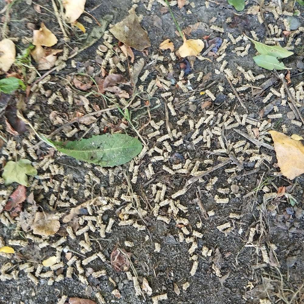 Giftköder-Seltsame Körnchen am Wegesrand-Profilbild