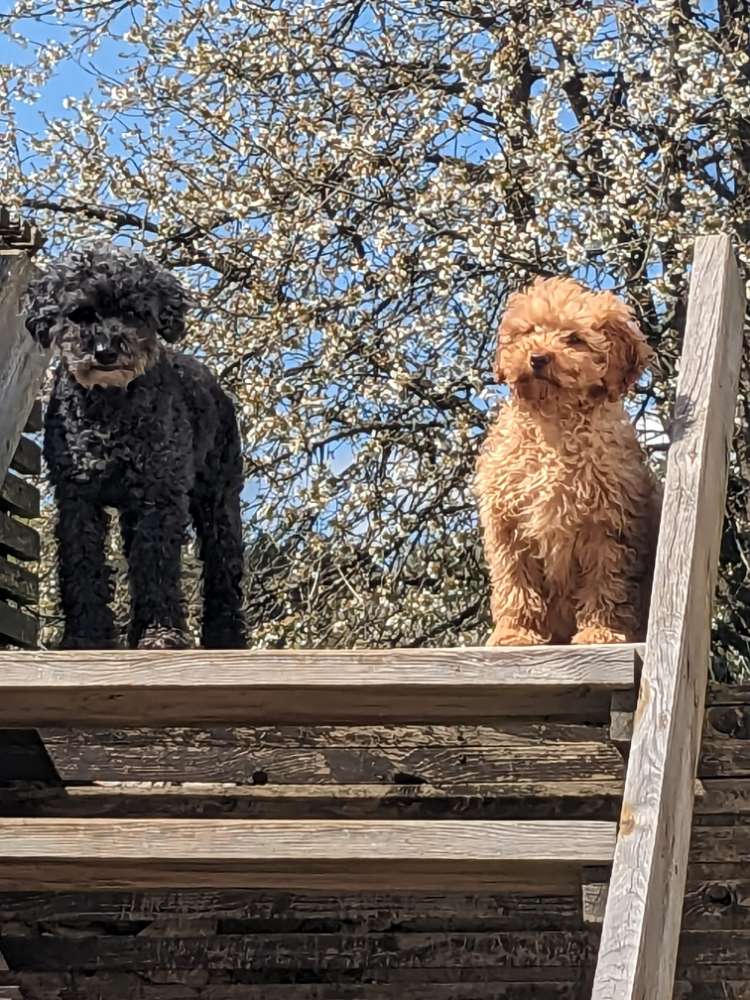 Hundetreffen-Gassi/Spielerunde Sulzbach-Rosenberg-Profilbild