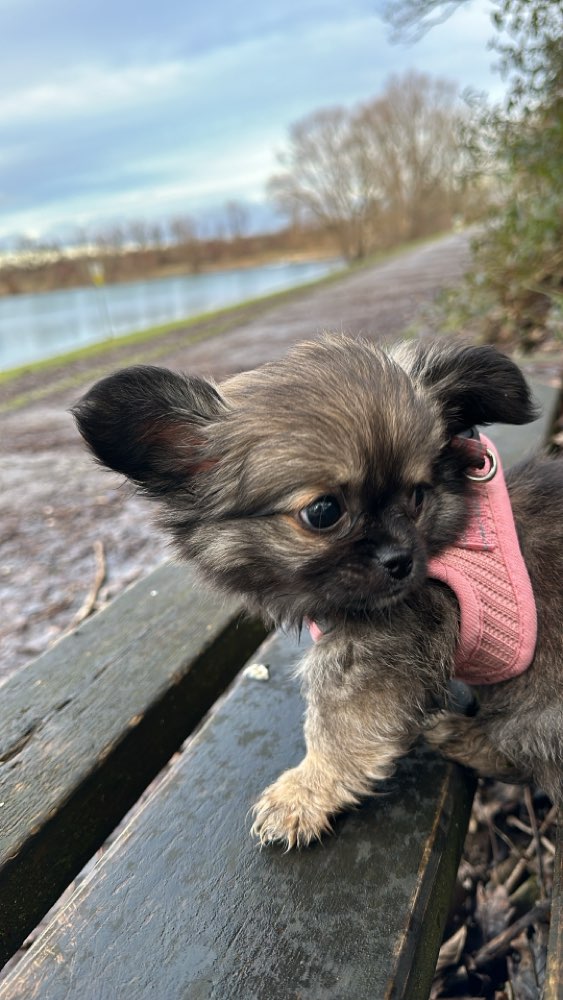 Hundetreffen-Seppal sucht Freunde-Profilbild