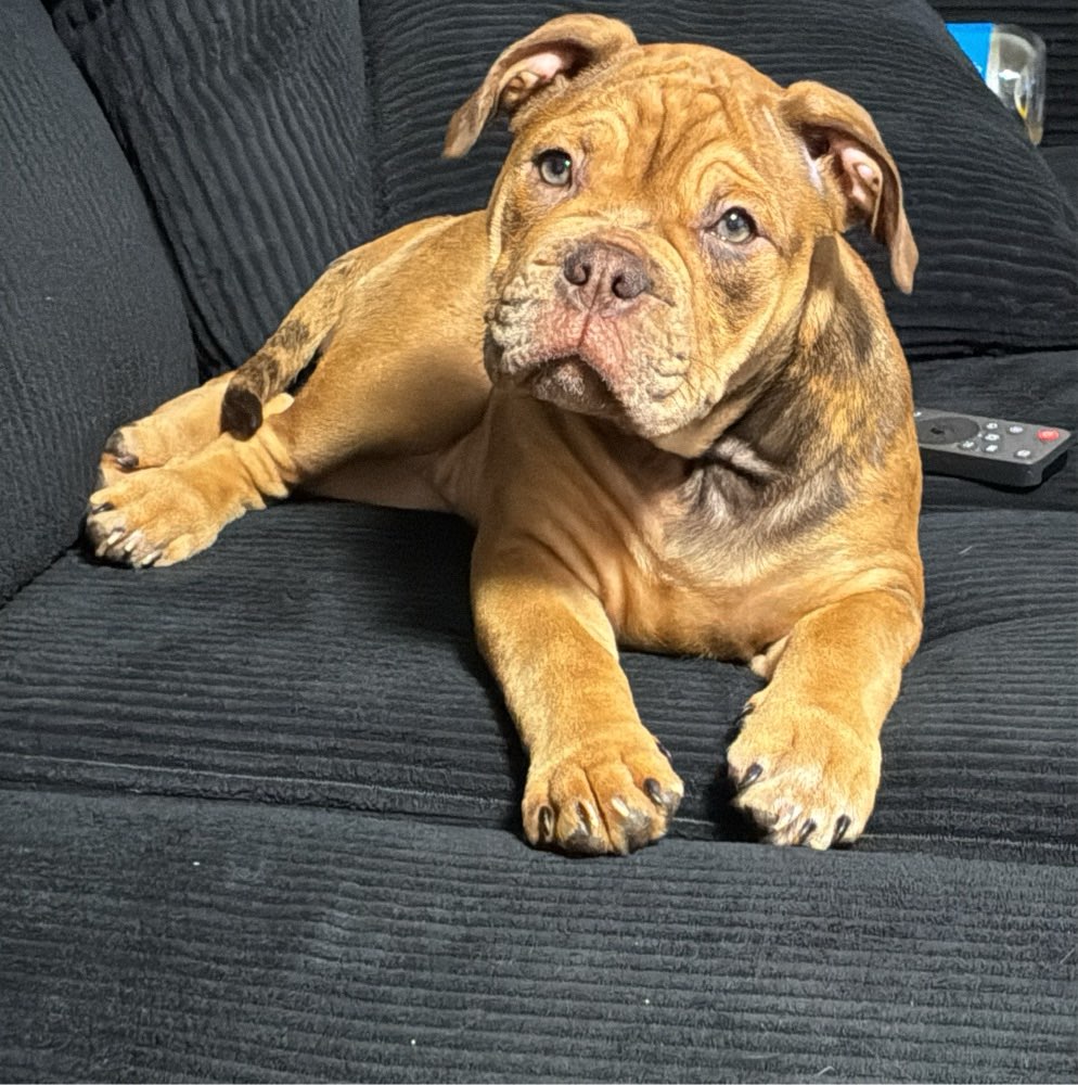 Hundetreffen-Wir suchen spielfreunde in Oberhausen und Umgebung-Profilbild