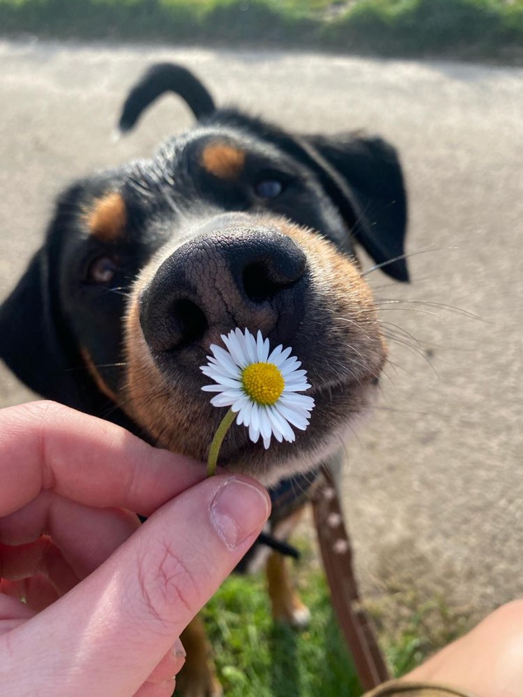 Hundetreffen-Hundesitter gesucht-Profilbild