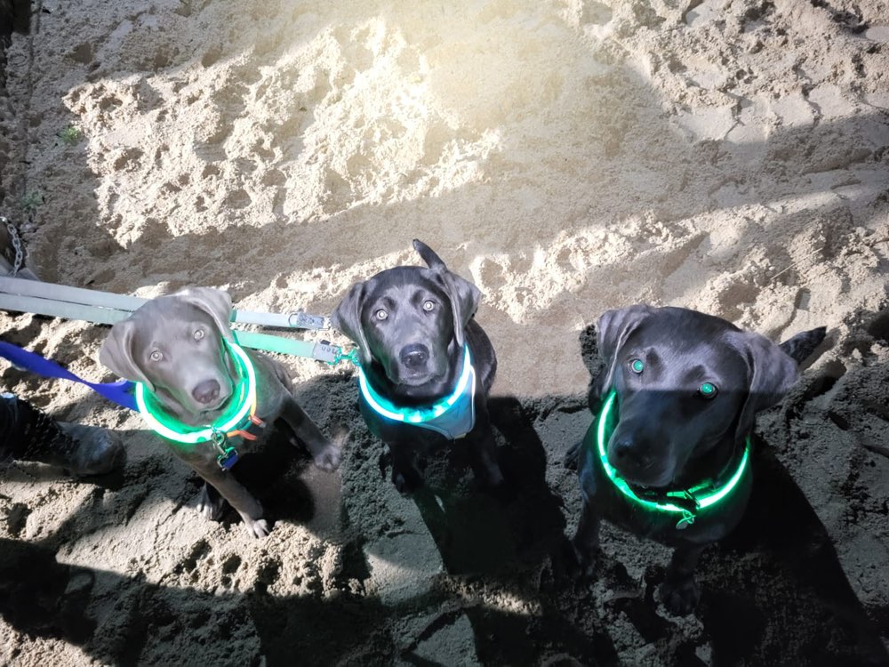 Hundetreffen-Gassi- und Spielfreunde gesucht  ☺️-Profilbild