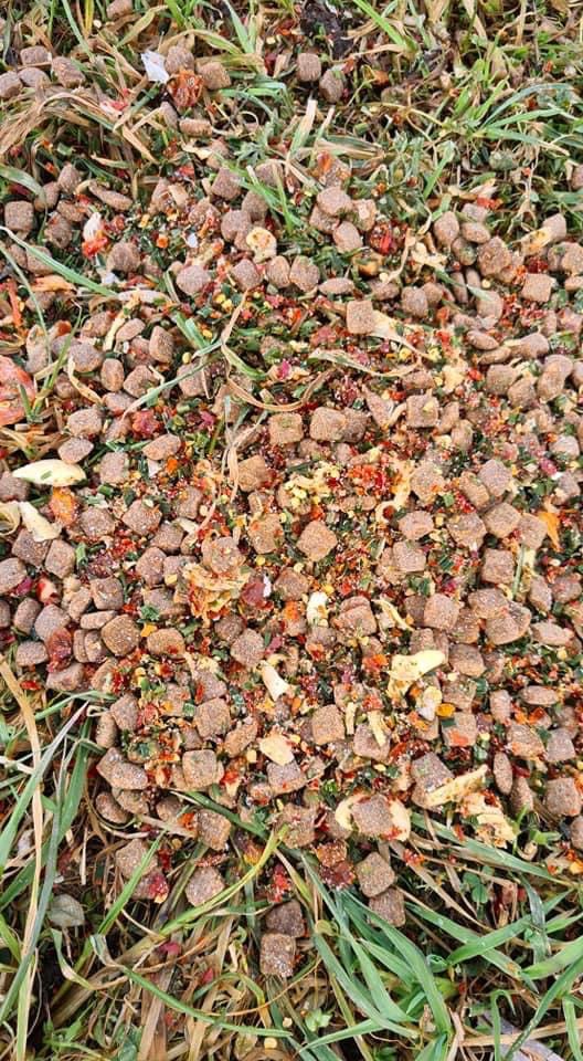 Giftköder-Vermutlich Giftköder in Mintraching-Profilbild