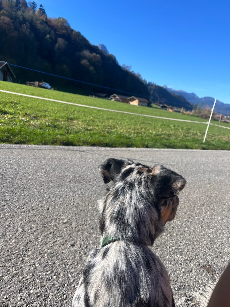 Hundetreffen-Gassi und/oder Spielerunde in und um Garmisch-Partenkirchen-Profilbild