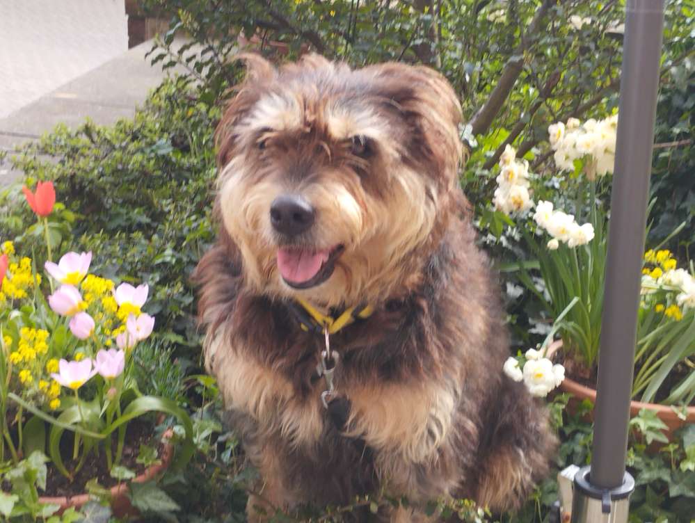 Hundetreffen-Entspannte Gassirunde in Gaarden-Profilbild