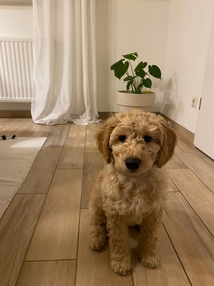 Hundetreffen-Welpenspielgruppe-Profilbild